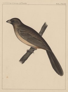 Aves, Placa XXX, 1855 de American School